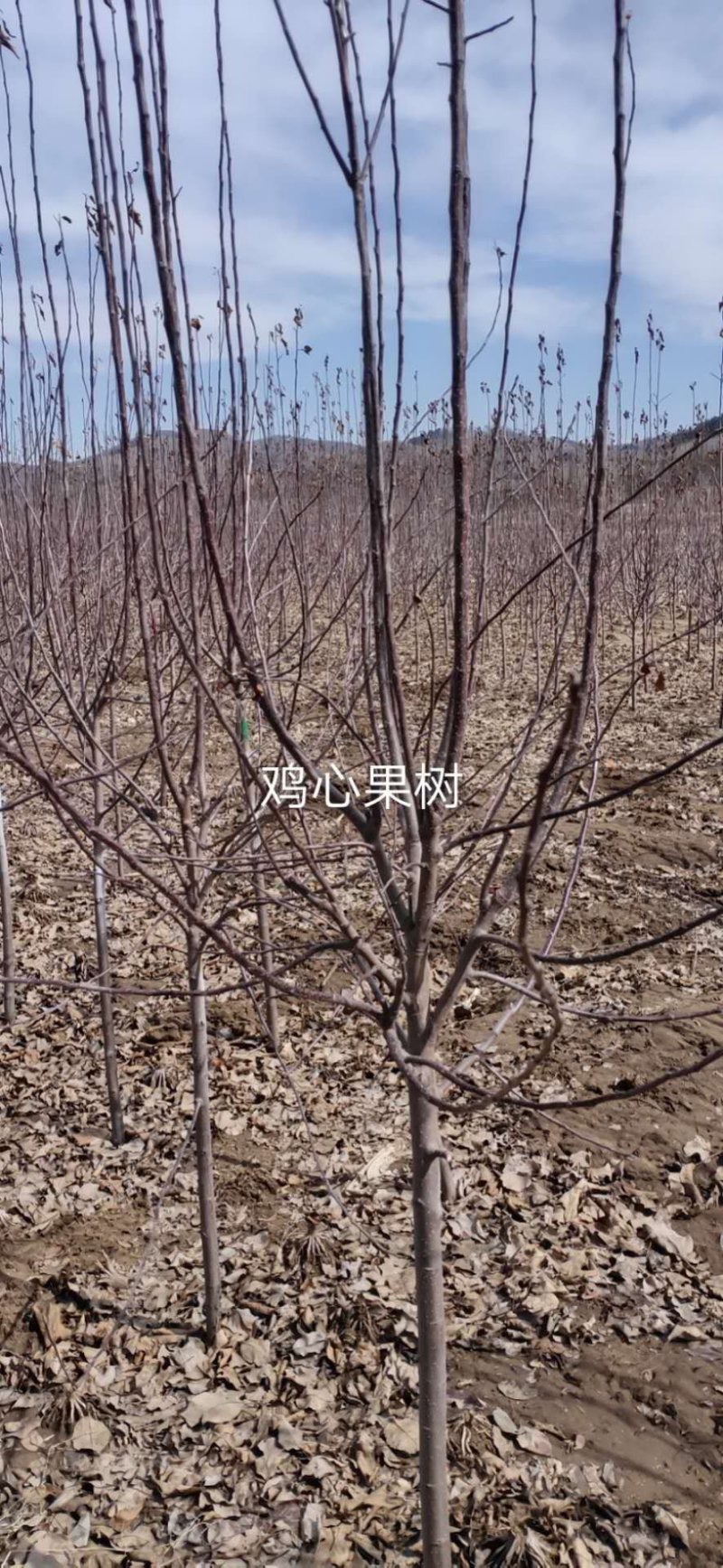 吉林省辽源市树苗龙丰树苹果苗杏树吉盛李孑五角木风柳树