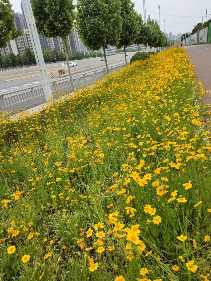 金鸡菊多年生花卉种子金鸡菊种子花海景观必备品多年生开花