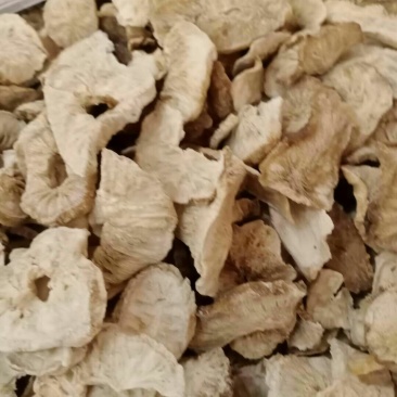 菊茞根，常年批发供应冷背中药材菊茞根