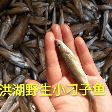 湖北洪湖小刁子小参子鱼不用泡水也不咸