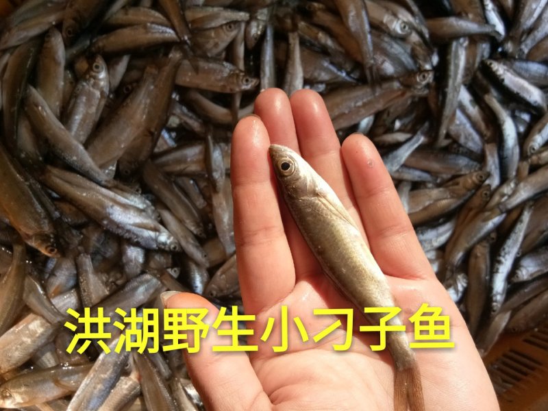 湖北洪湖小刁子小参子鱼不用泡水也不咸