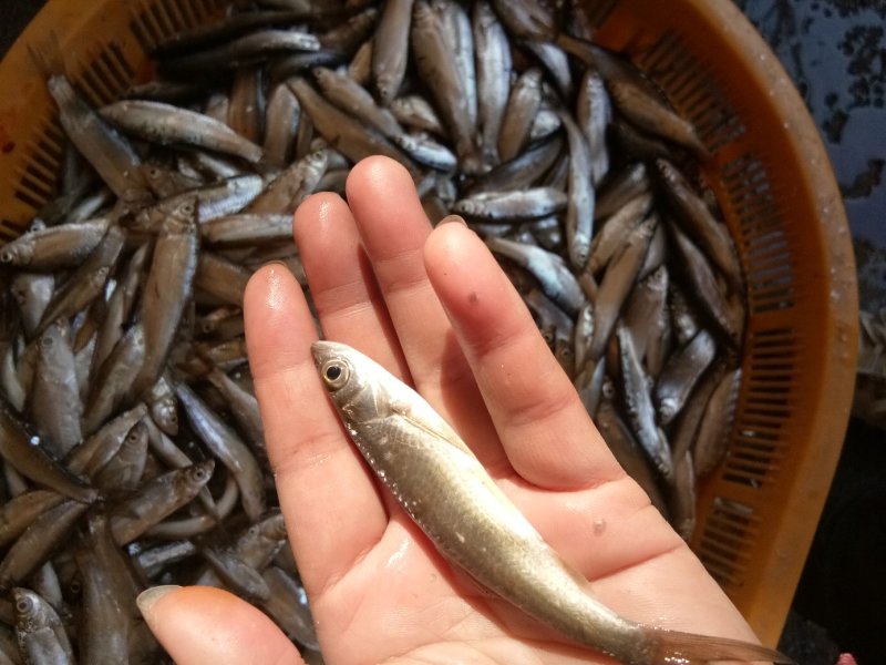 湖北洪湖小刁子小参子鱼不用泡水也不咸