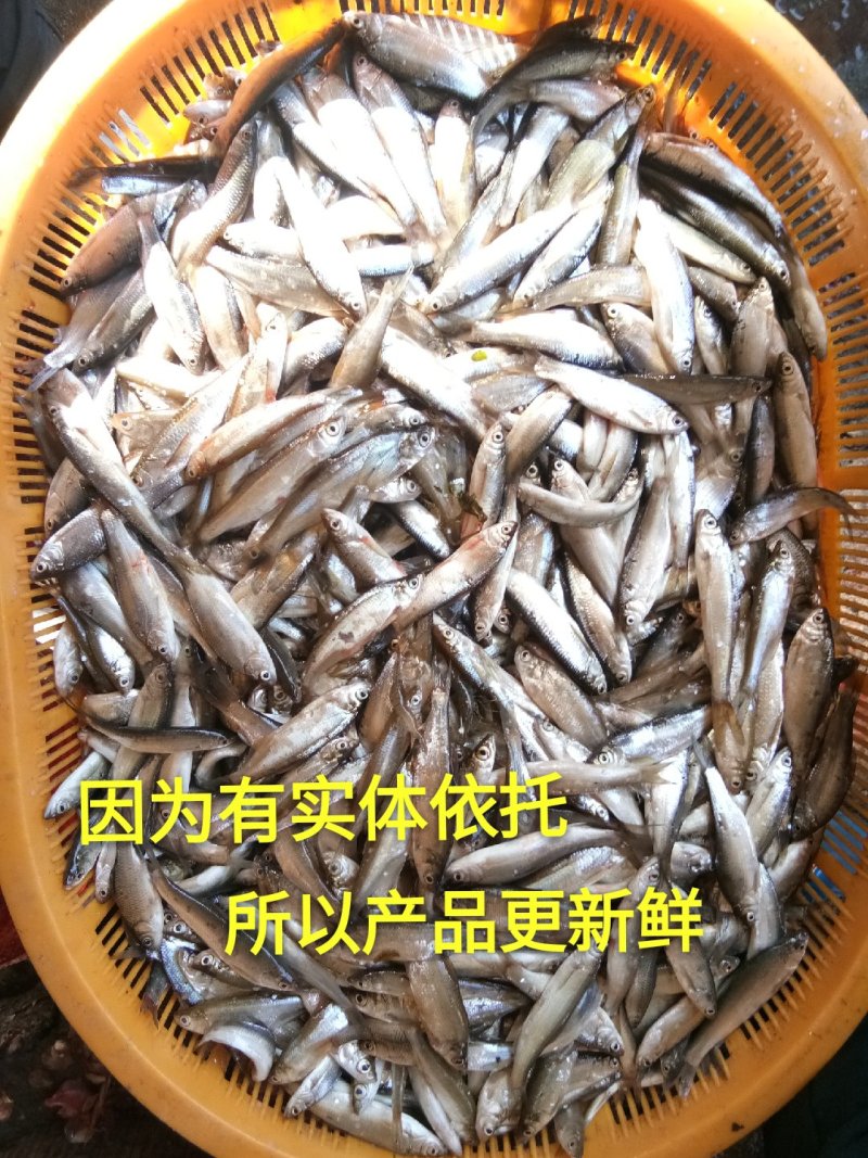 湖北洪湖小刁子小参子鱼不用泡水也不咸