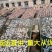 湖北洪湖小刁子小参子鱼不用泡水也不咸