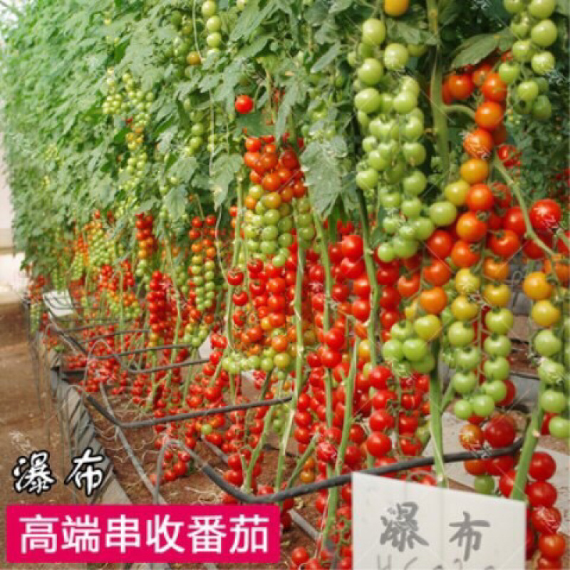 四季蔬菜圣女果番茄种苗室内外阳台盆栽种植
