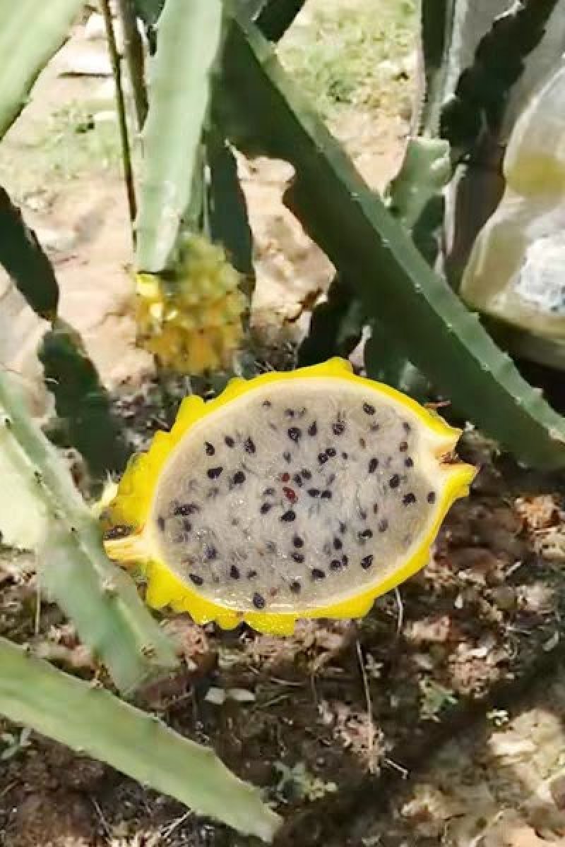 广西正宗燕窝火龙果苗麒麟果黄龙无刺火龙果苗盆栽果树苗嫁接