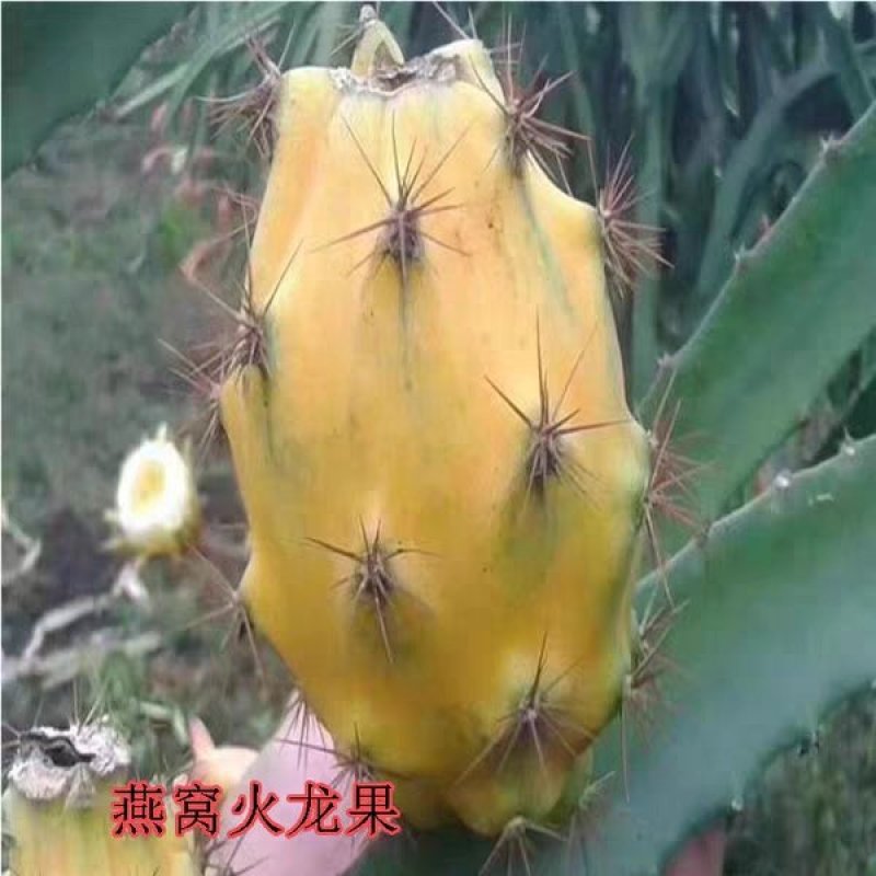 广西正宗燕窝火龙果苗麒麟果黄龙无刺火龙果苗盆栽果树苗嫁接