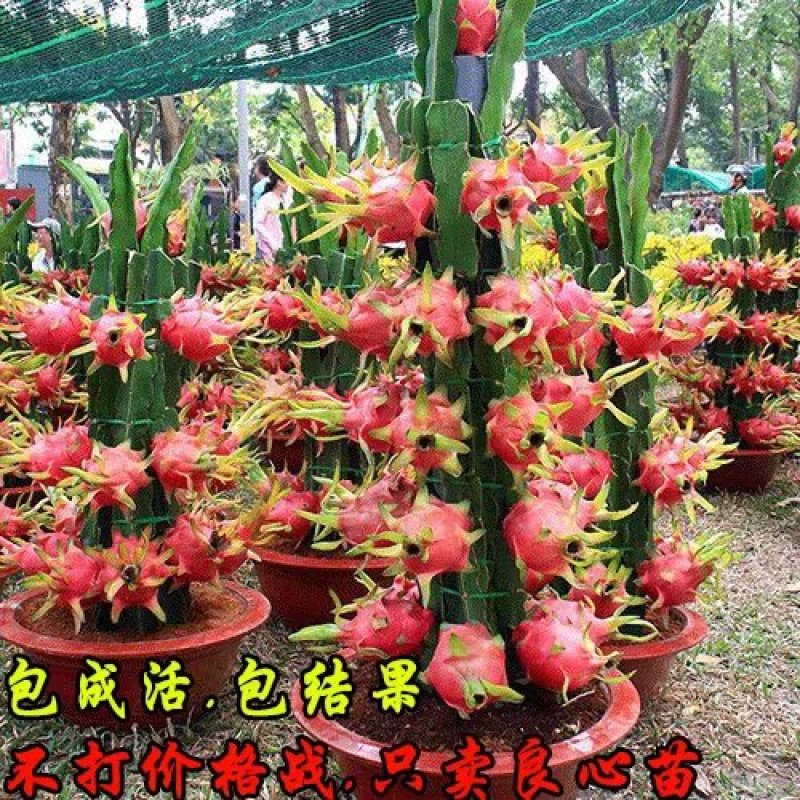 广西正宗燕窝火龙果苗麒麟果黄龙无刺火龙果苗盆栽果树苗嫁接