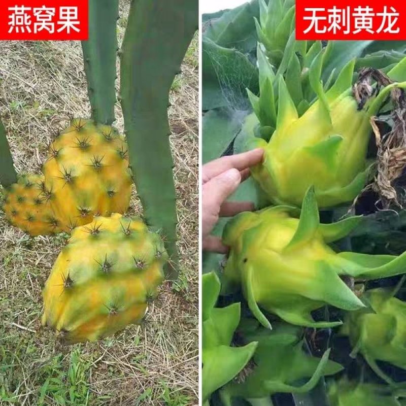 广西正宗燕窝火龙果苗麒麟果黄龙无刺火龙果苗盆栽果树苗嫁接