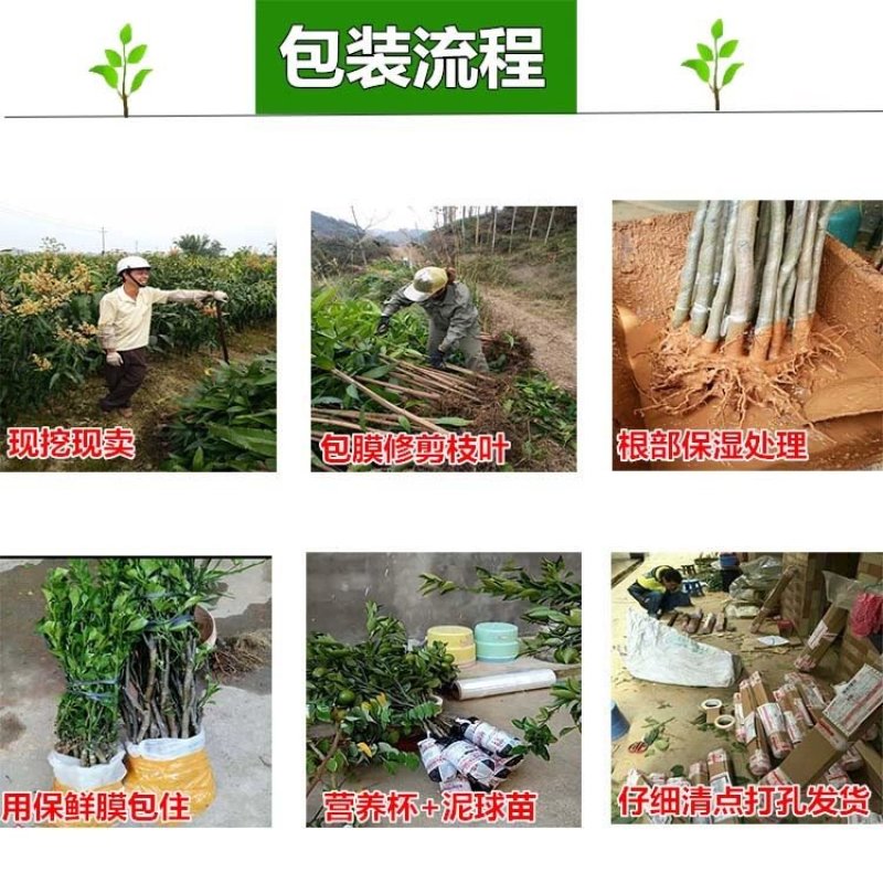 广西正宗燕窝火龙果苗麒麟果黄龙无刺火龙果苗盆栽果树苗嫁接