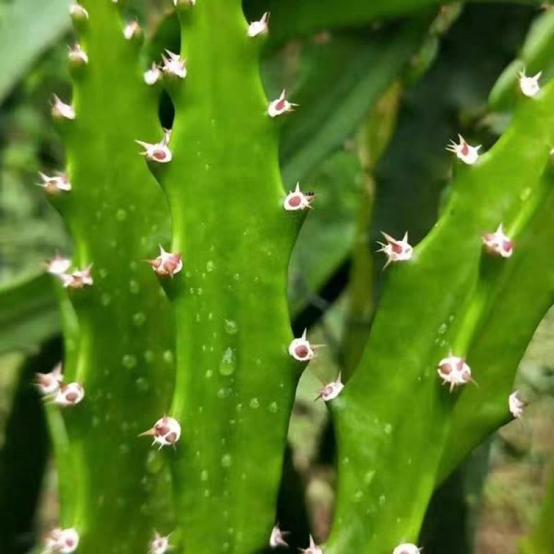广西正宗燕窝火龙果苗麒麟果黄龙无刺火龙果苗盆栽果树苗嫁接