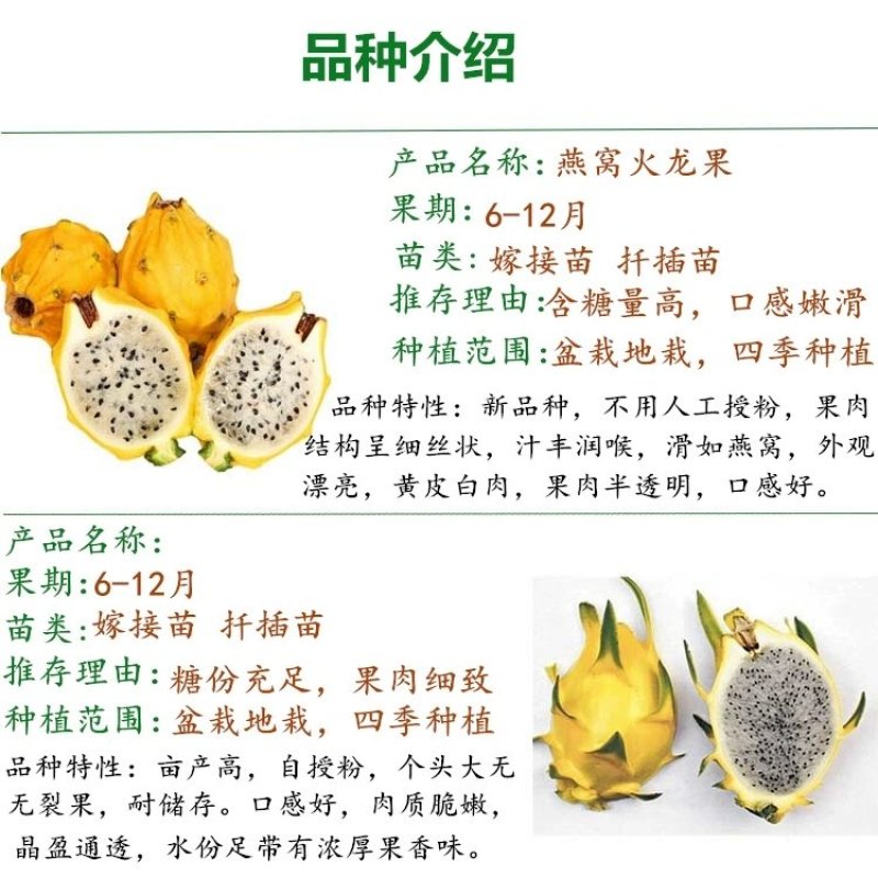 广西正宗燕窝火龙果苗麒麟果黄龙无刺火龙果苗盆栽果树苗嫁接