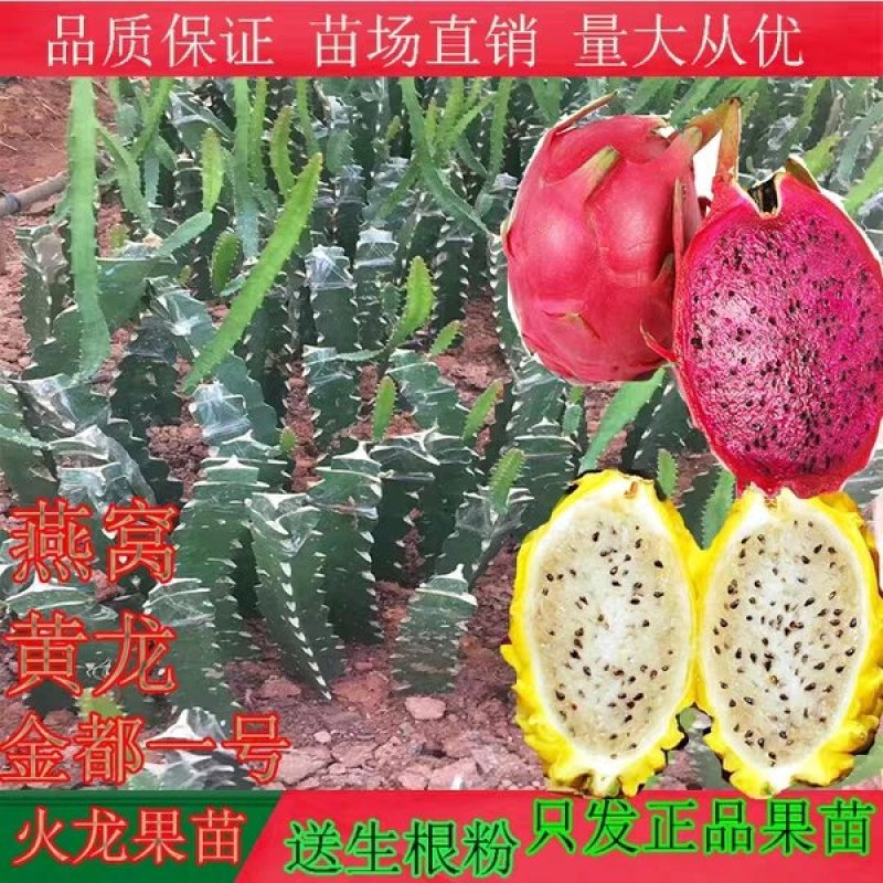 广西正宗燕窝火龙果苗麒麟果黄龙无刺火龙果苗盆栽果树苗嫁接