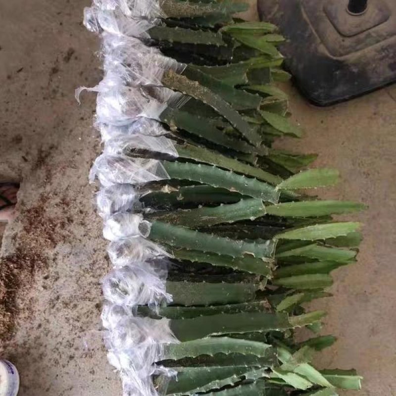 广西正宗燕窝火龙果苗麒麟果黄龙无刺火龙果苗盆栽果树苗嫁接