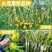 广西正宗燕窝火龙果苗麒麟果黄龙无刺火龙果苗盆栽果树苗嫁接