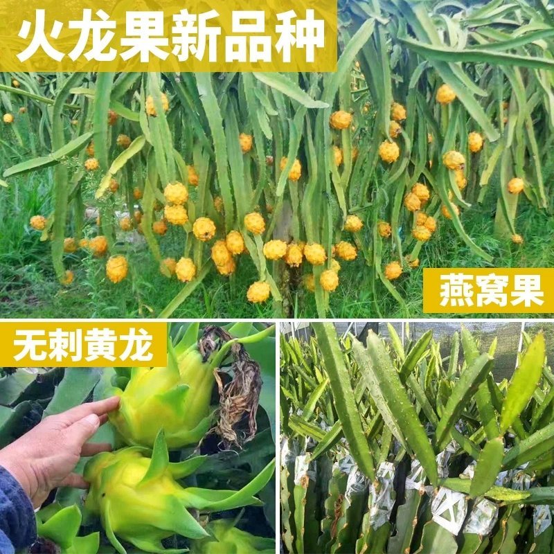广西正宗燕窝火龙果苗麒麟果黄龙无刺火龙果苗盆栽果树苗嫁接
