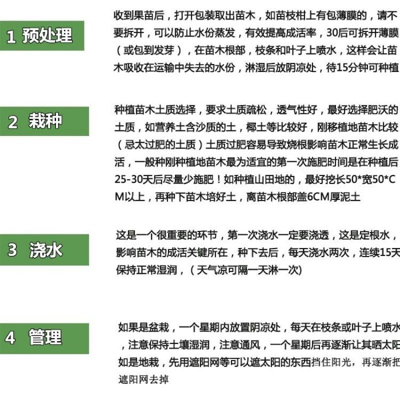 广西正宗燕窝火龙果苗麒麟果黄龙无刺火龙果苗盆栽果树苗嫁接