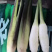 精品茭白