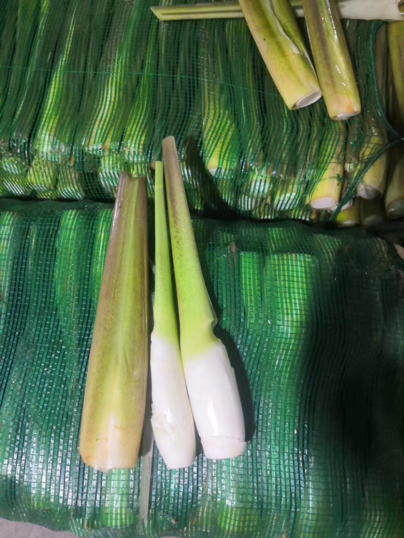 精品茭白