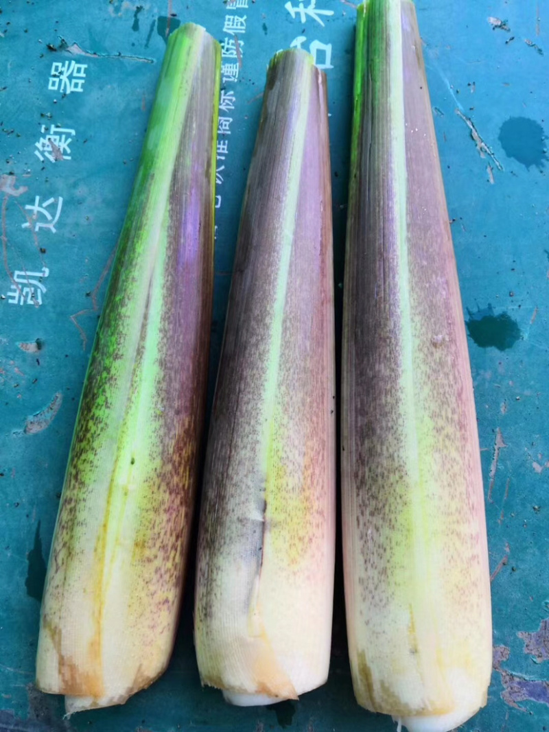 精品茭白