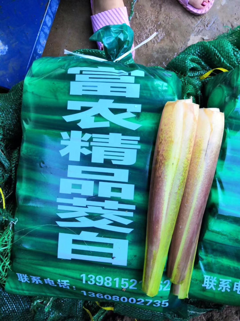 精品茭白