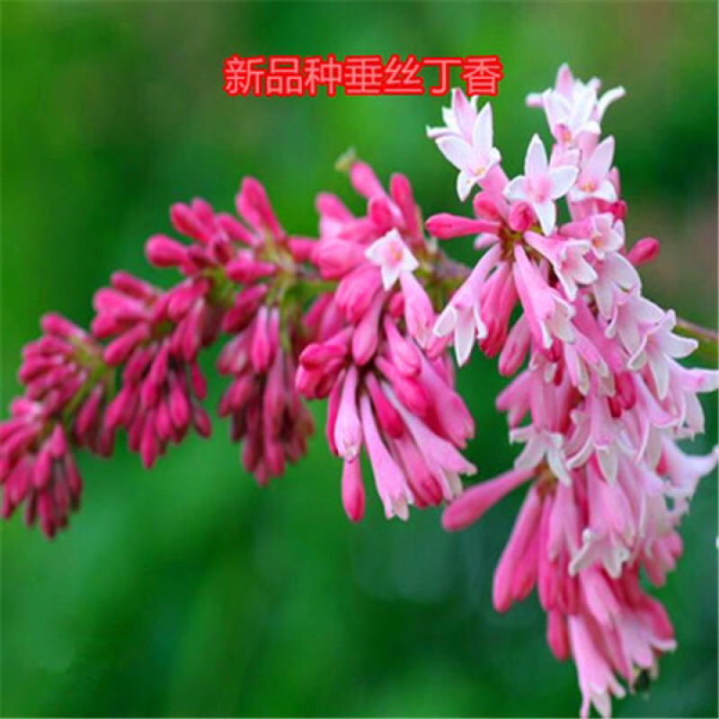 四季花苗丁香花苗南北方种植庭院别墅盆栽地栽开花植物