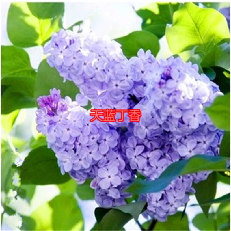 四季花苗丁香花苗南北方种植庭院别墅盆栽地栽开花植物