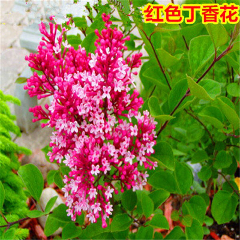 四季花苗丁香花苗南北方种植庭院别墅盆栽地栽开花植物