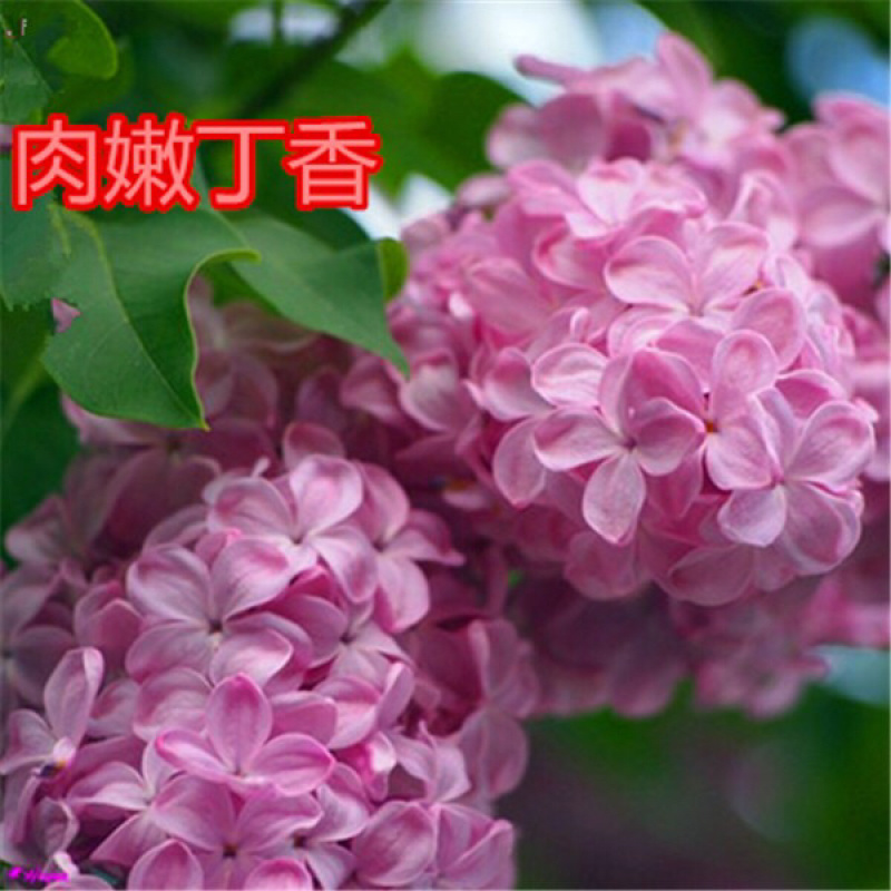 四季花苗丁香花苗南北方种植庭院别墅盆栽地栽开花植物