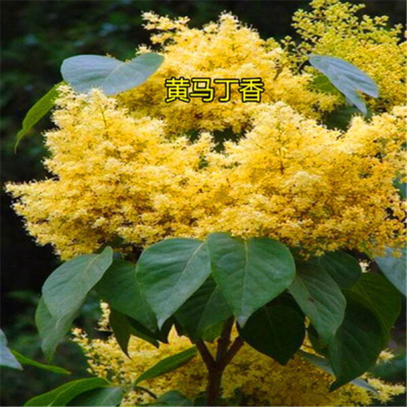 四季花苗丁香花苗南北方种植庭院别墅盆栽地栽开花植物