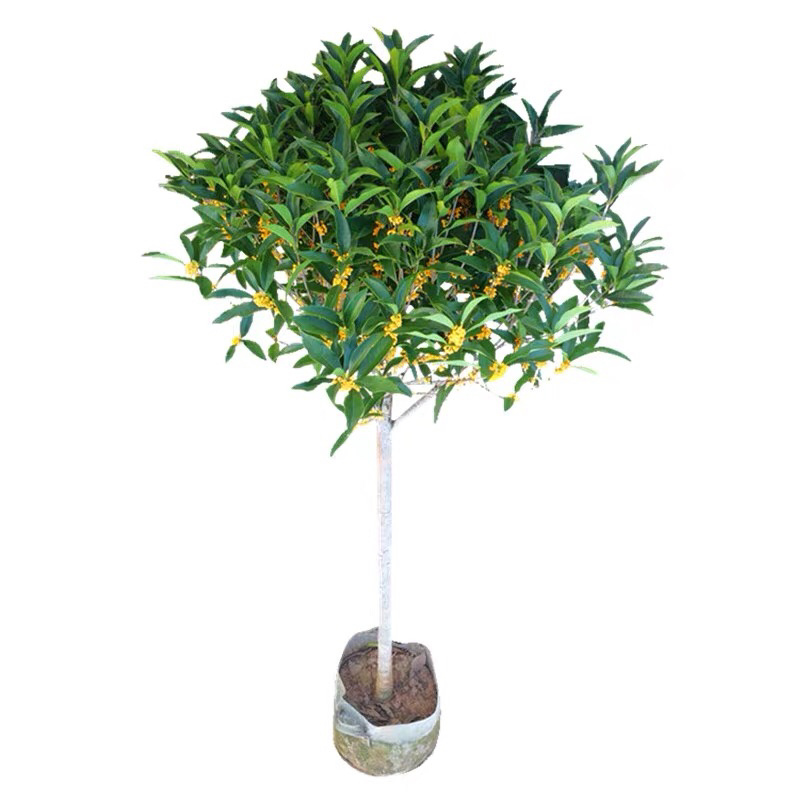 四季花苗丁香花苗南北方种植庭院别墅盆栽地栽开花植物