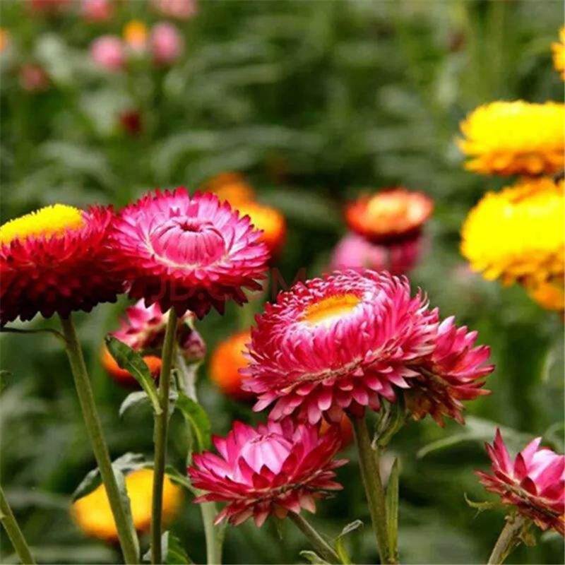 麦杆菊种子蜡菊景观庭院花园阳台盆栽花种子包邮花草种子花海