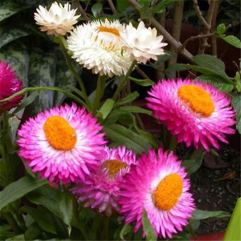 麦杆菊种子蜡菊景观庭院花园阳台盆栽花种子包邮花草种子花海