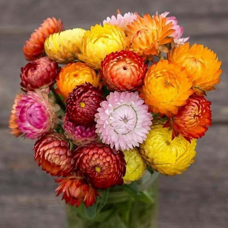 麦杆菊种子蜡菊景观庭院花园阳台盆栽花种子包邮花草种子花海