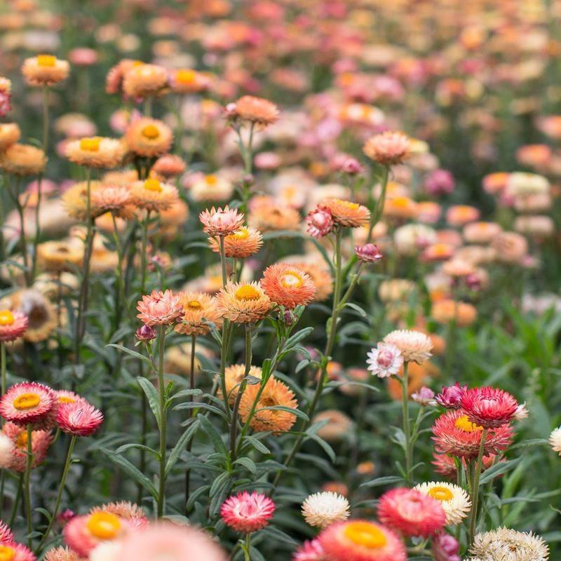 麦杆菊种子蜡菊景观庭院花园阳台盆栽花种子包邮花草种子花海