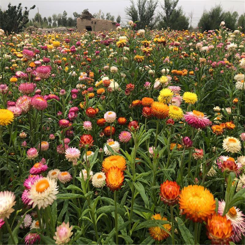麦杆菊种子蜡菊景观庭院花园阳台盆栽花种子包邮花草种子花海