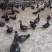 玉土淘汰老种鸭公800母3200