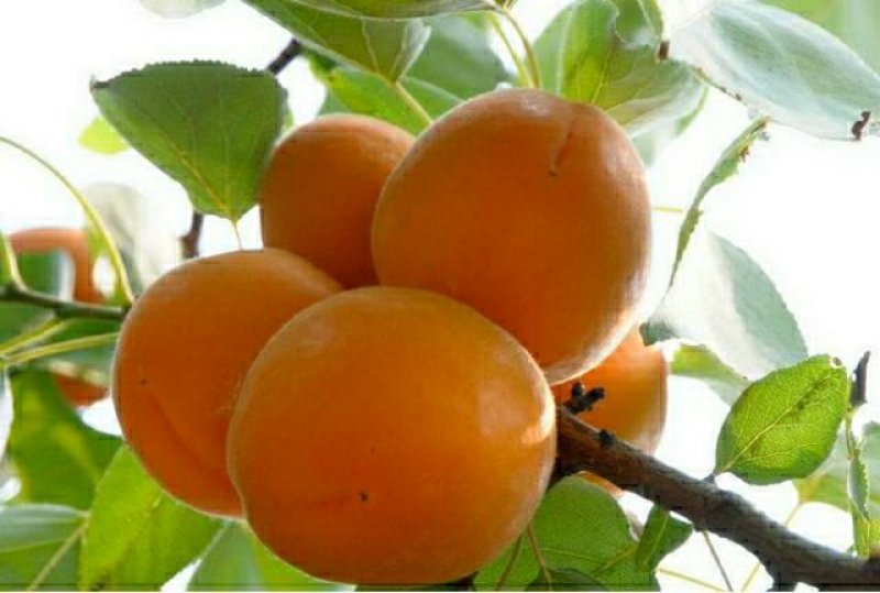金太阳杏45mm以上精选果5斤10斤装，快递包邮