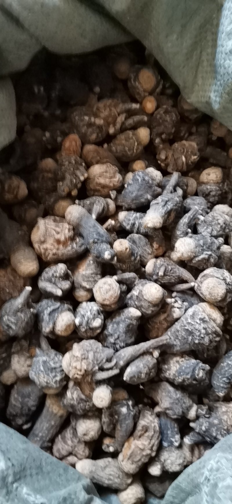 西藏黑玛卡果适合煲汤泡酒磨粉质量保证货源充足