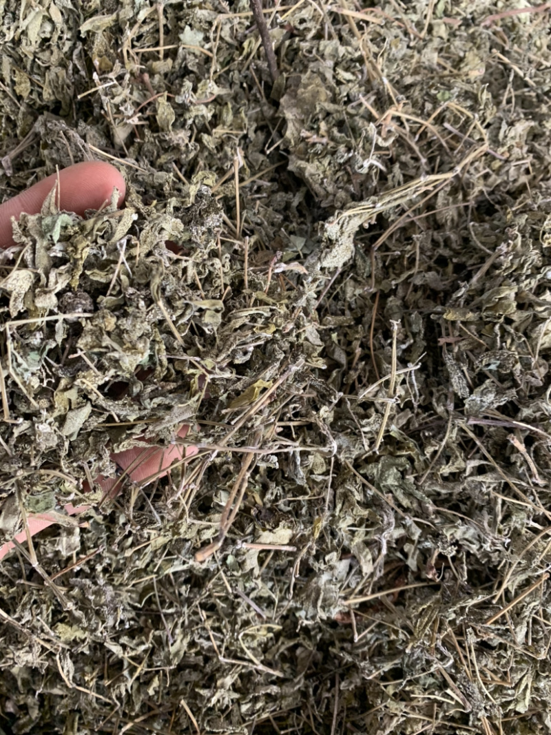 广西藤茶，广西藤茶回甘甜量大优惠大量批发