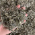 广西藤茶，广西藤茶回甘甜量大优惠大量批发
