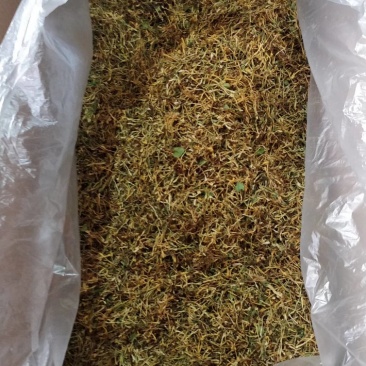 金银花