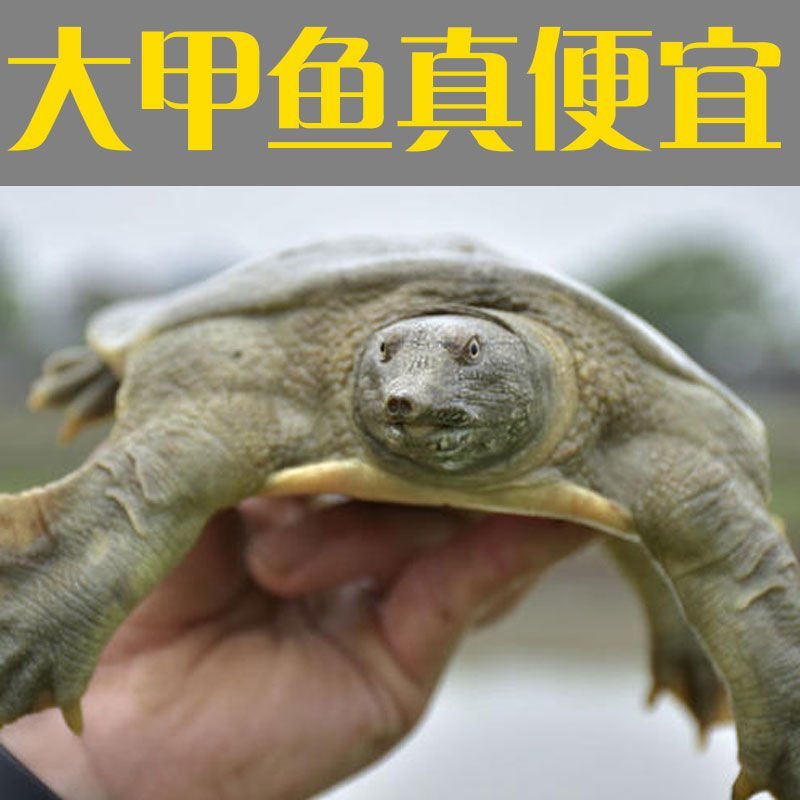 大甲鱼公甲鱼农民自养产品一件代发