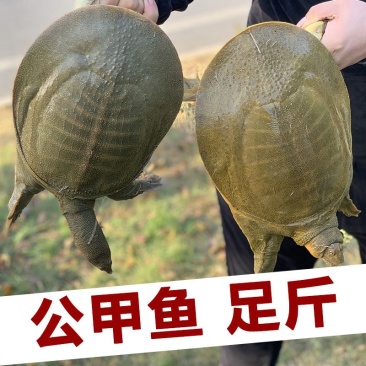 大甲鱼公甲鱼农民自养产品一件代发