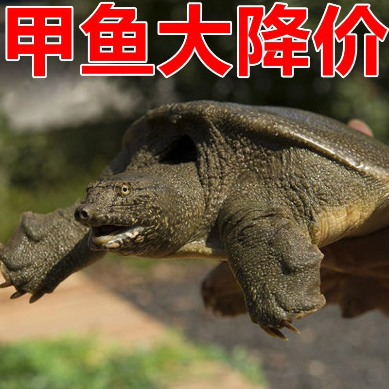 大甲鱼公甲鱼农民自养产品一件代发