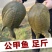 大甲鱼公甲鱼农民自养产品一件代发