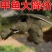 大甲鱼公甲鱼农民自养产品一件代发