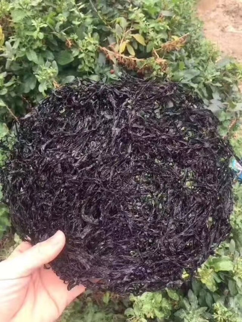 广东粤东沿海原生态紫菜