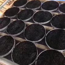 广东粤东沿海原生态紫菜