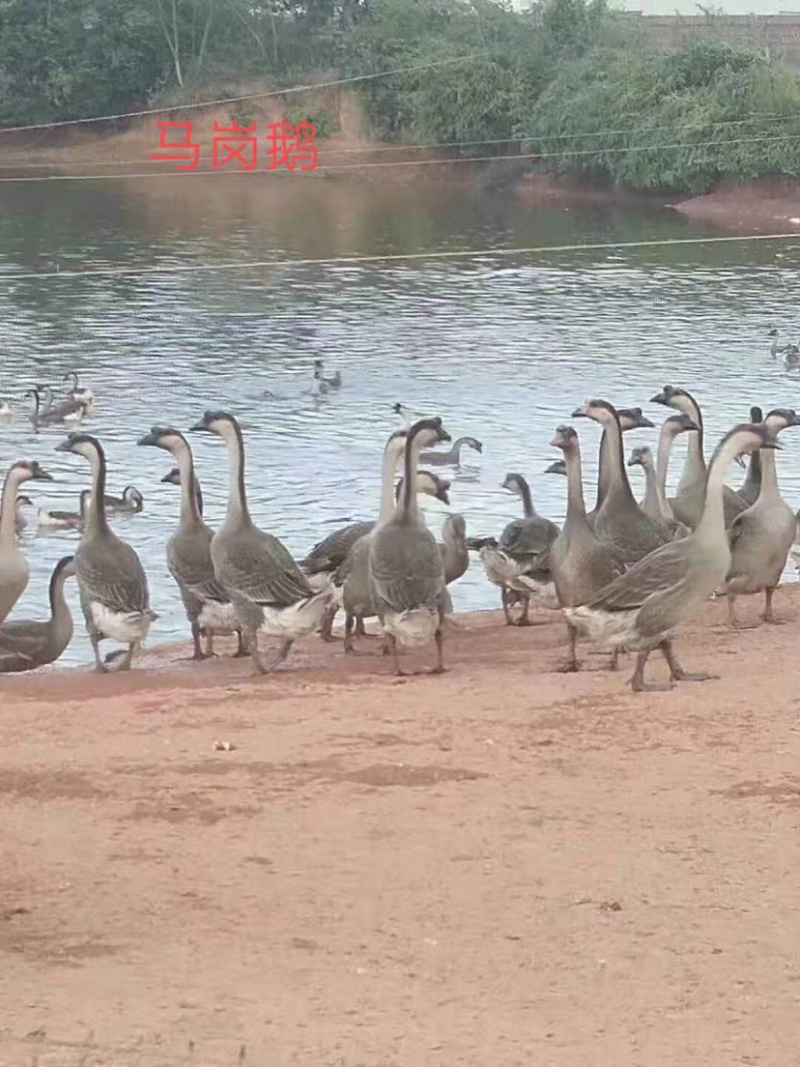 马岗鹅，成活率高，质量保证，价格美丽，质量保证